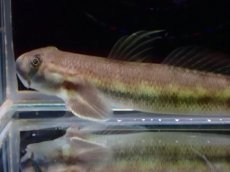 画像2: 【淡水魚】【通販】ルリボウズハゼ【1匹 サンプル画像】（淡水ハゼ）（生体）（熱帯魚）NK (2)