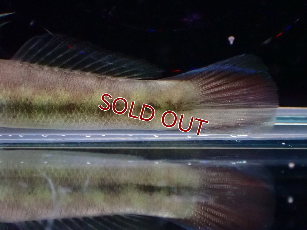 画像3: 【淡水魚】ルリボウズハゼ【1匹 サンプル画像】（淡水ハゼ）（生体）（熱帯魚）NK (3)