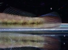 画像3: 【淡水魚】【通販】ルリボウズハゼ【1匹 サンプル画像】（淡水ハゼ）（生体）（熱帯魚）NK (3)