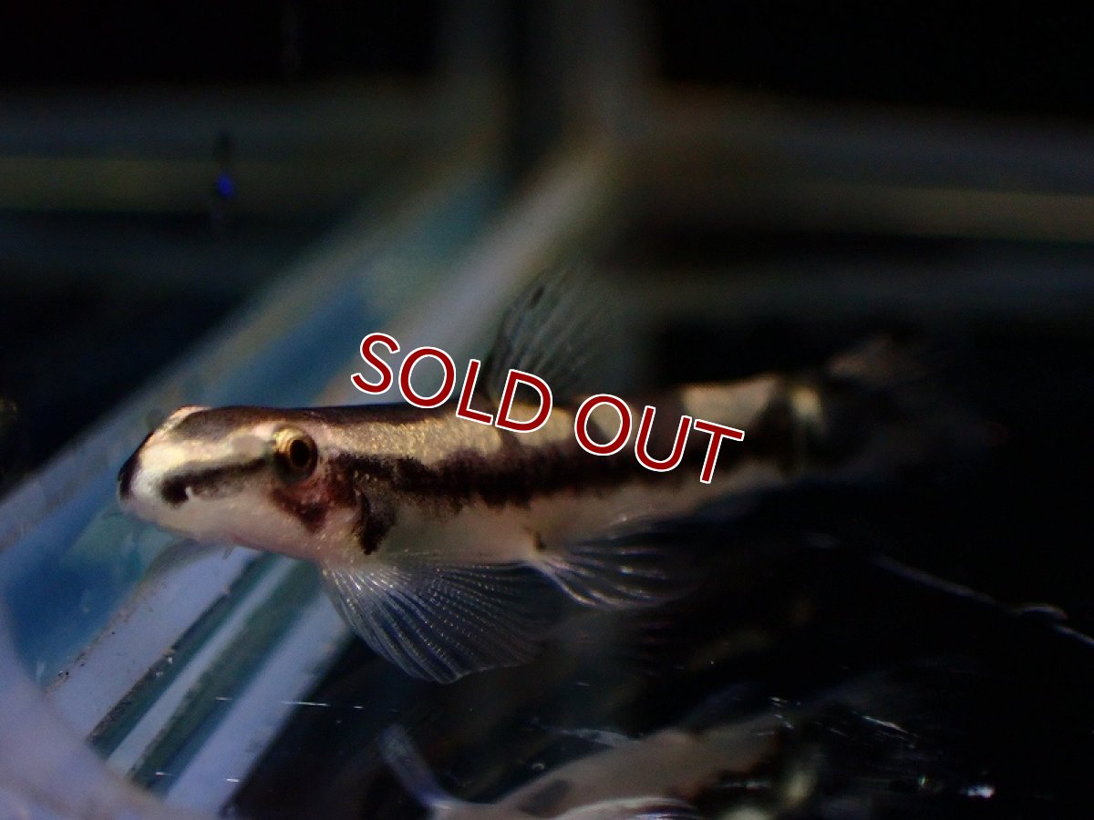 画像2: 【淡水魚】ニューパンダシャークローチ【1匹 サンプル画像】（生体）（熱帯魚）NK (2)