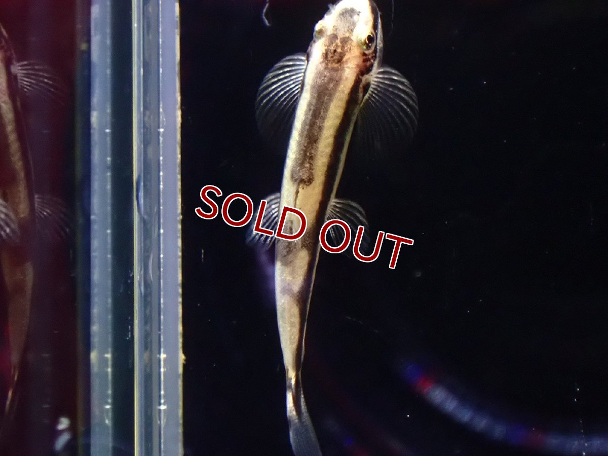 画像3: 【淡水魚】ニューパンダシャークローチ【1匹 サンプル画像】（生体）（熱帯魚）NK (3)