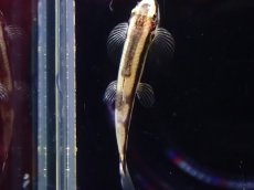 画像3: 【淡水魚】【通販】ニューパンダシャークローチ【1匹 サンプル画像】（生体）（熱帯魚）NK (3)