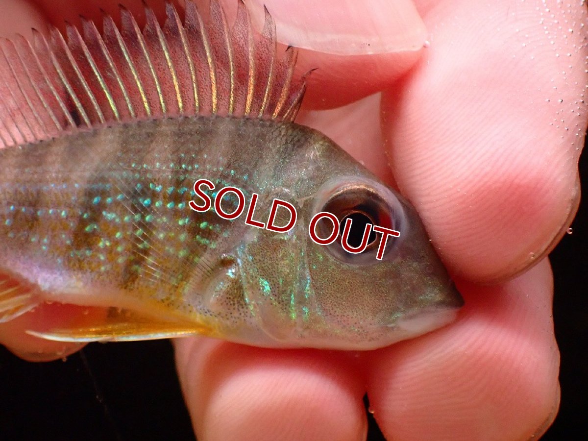 画像2: 【淡水魚】激安 ゲオファーガス sp カクエタ ワイルド【1匹 サンプル画像】(±6-7cm)（大型魚）（生体）（熱帯魚）NKO (2)