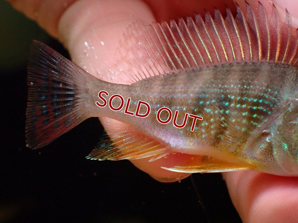 画像3: 【淡水魚】激安 ゲオファーガス sp カクエタ ワイルド【1匹 サンプル画像】(±6-7cm)（大型魚）（生体）（熱帯魚）NKO (3)