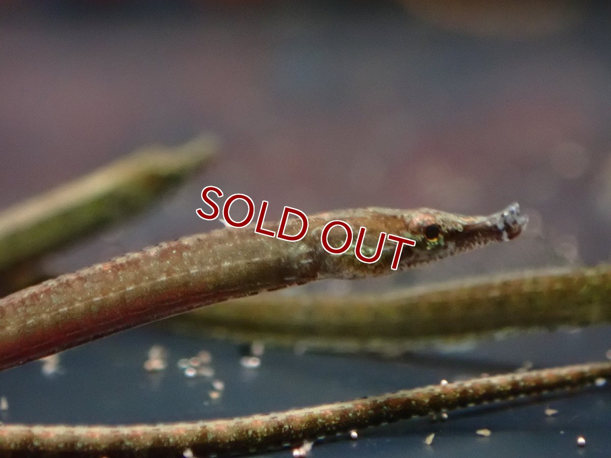 画像2: 【淡水魚】ブラックラインパイプフィッシュ【1匹 サンプル画像】（生体）（熱帯魚）NK (2)