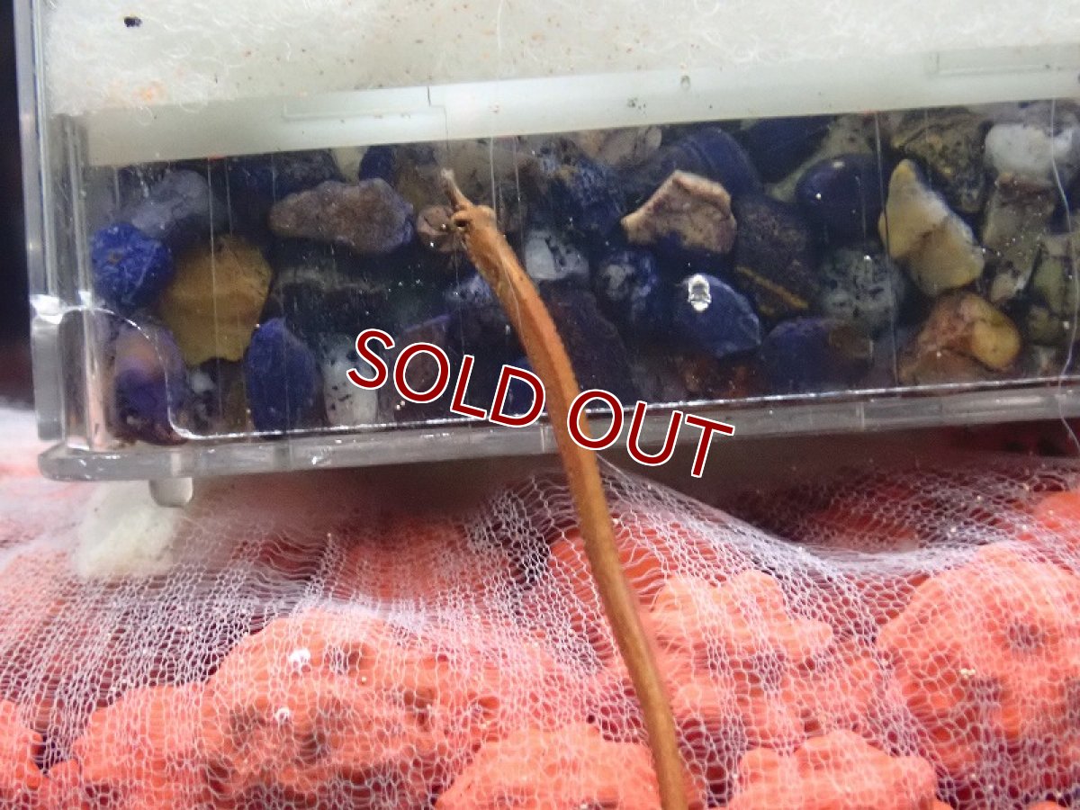 画像3: 【淡水魚】ブラックラインパイプフィッシュ【1匹 サンプル画像】（生体）（熱帯魚）NK (3)