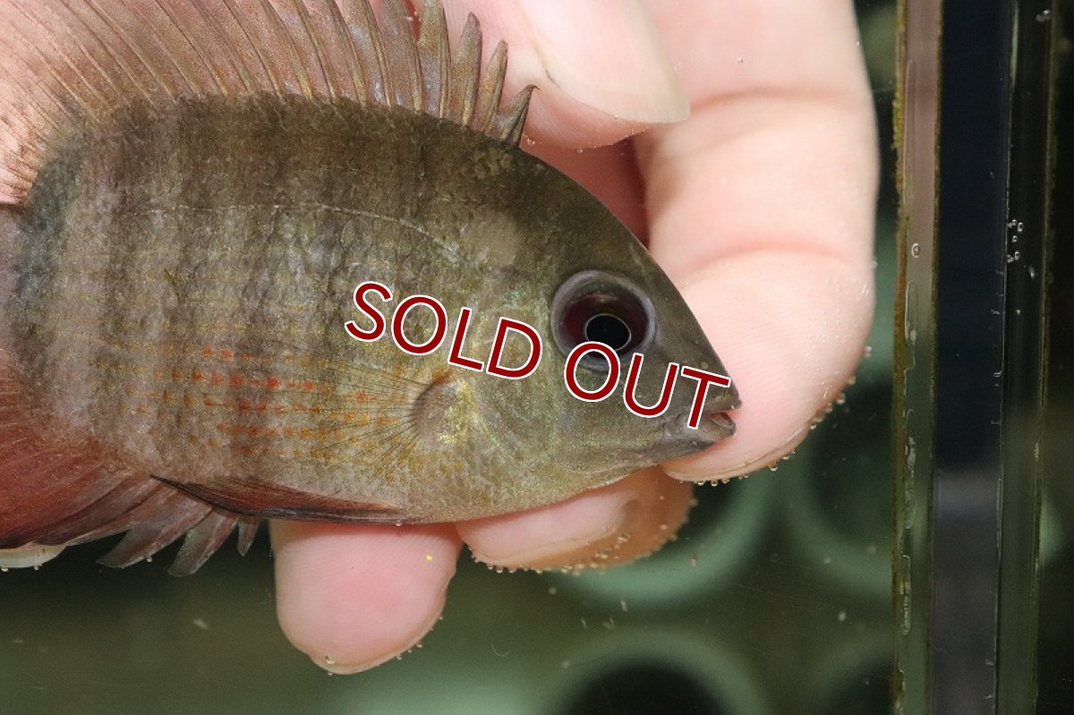 画像2: 【淡水魚】レッドベリーセベラム(リベリファー) リオイリニダ産 ワイルド【1匹 サンプル画像】(±8cm)（大型魚）（生体）（熱帯魚）NKO (2)