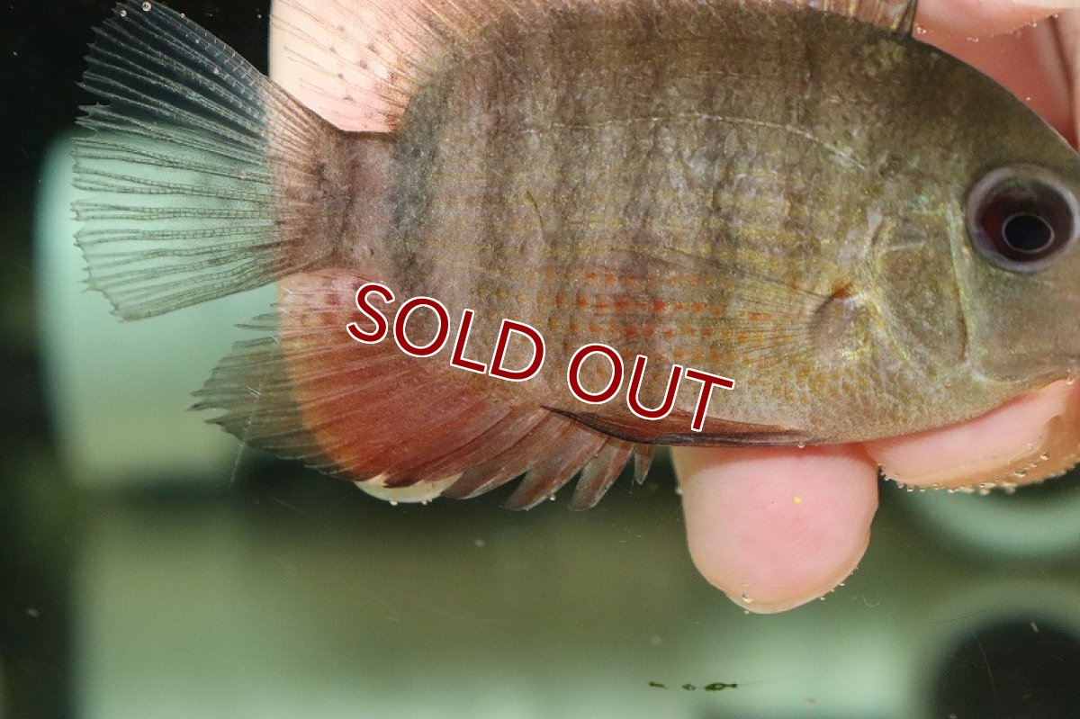 画像3: 【淡水魚】レッドベリーセベラム(リベリファー) リオイリニダ産 ワイルド【1匹 サンプル画像】(±8cm)（大型魚）（生体）（熱帯魚）NKO (3)