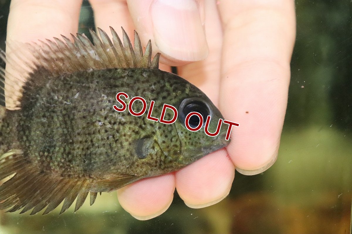 画像2: 【淡水魚】ターコイズセベラム （エファシアータス） トカンチンス産 ワイルド【1匹 サンプル画像】(±8cm)（大型魚）（生体）（熱帯魚）NKO (2)