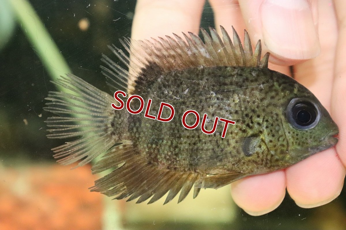 画像3: 【淡水魚】ターコイズセベラム （エファシアータス） トカンチンス産 ワイルド【1匹 サンプル画像】(±8cm)（大型魚）（生体）（熱帯魚）NKO (3)