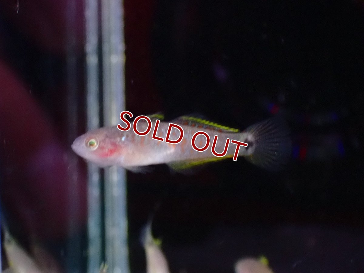 画像2: 【淡水魚】【通販】ピーコックガジョン【1匹 サンプル画像】（生体）（熱帯魚）NK (2)