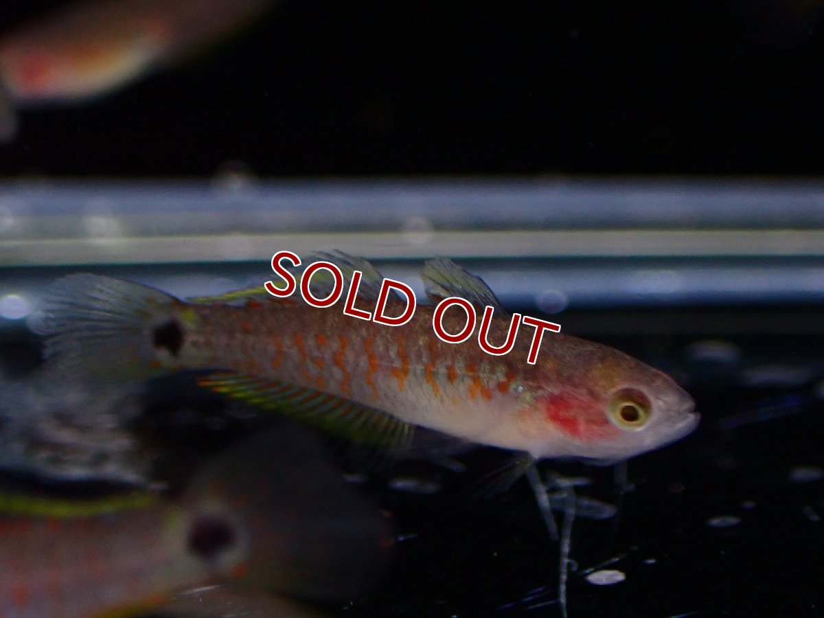 画像3: 【淡水魚】【通販】ピーコックガジョン【1匹 サンプル画像】（生体）（熱帯魚）NK (3)