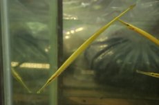 画像1: 【淡水魚】【通販】インドネシアパイプフィッシュ【1匹 サンプル画像】（生体）（熱帯魚）NK (1)