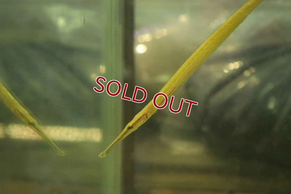 画像2: 【淡水魚】インドネシアパイプフィッシュ【1匹 サンプル画像】（生体）（熱帯魚）NK (2)