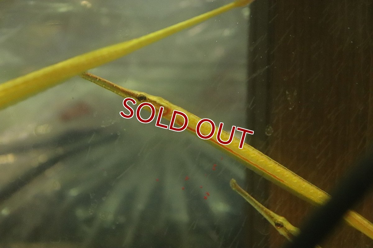 画像3: 【淡水魚】インドネシアパイプフィッシュ【1匹 サンプル画像】（生体）（熱帯魚）NK (3)