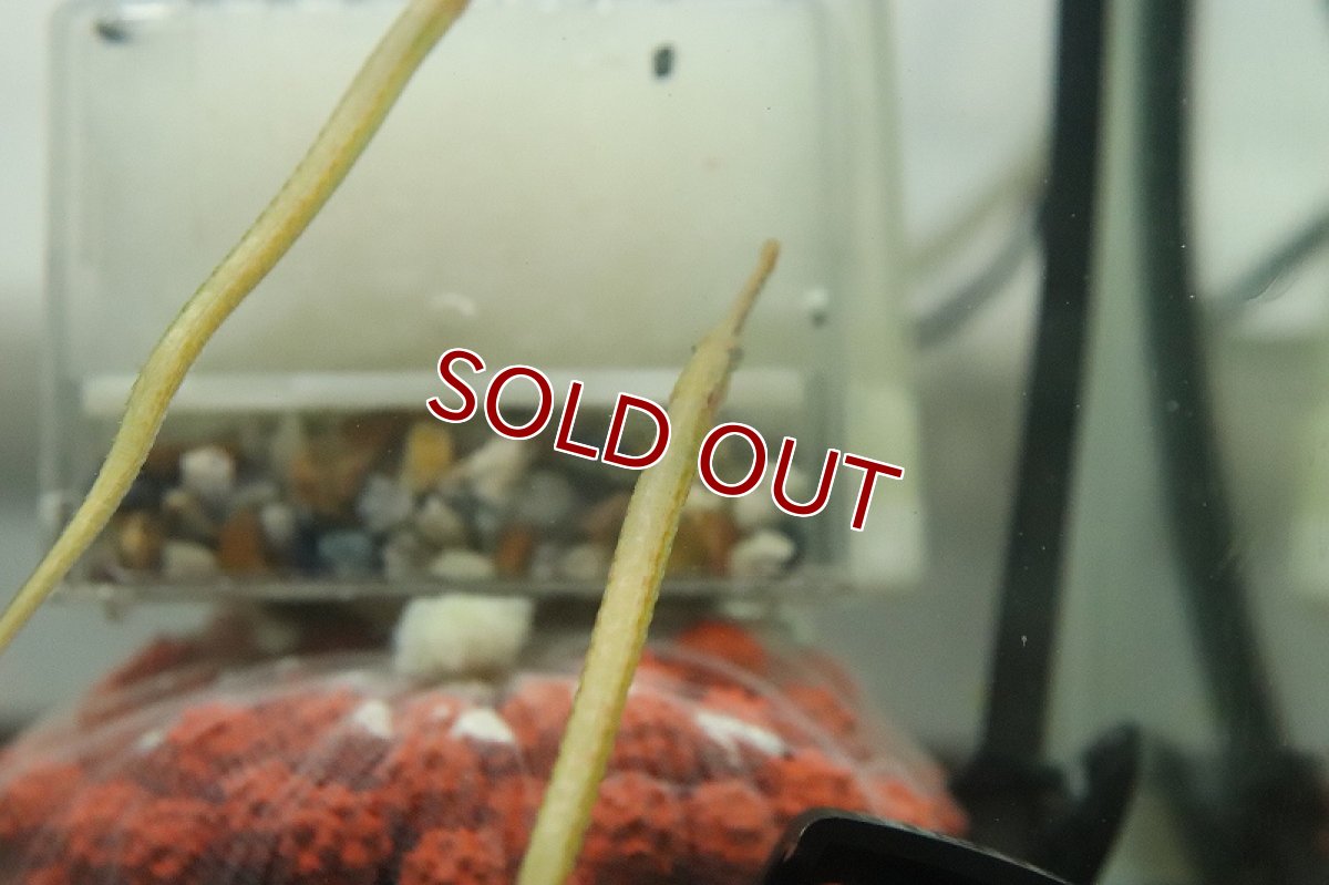 画像2: 【淡水魚】レッドラインパイプフィッシュ【1匹 サンプル画像】（生体）（熱帯魚）NK (2)