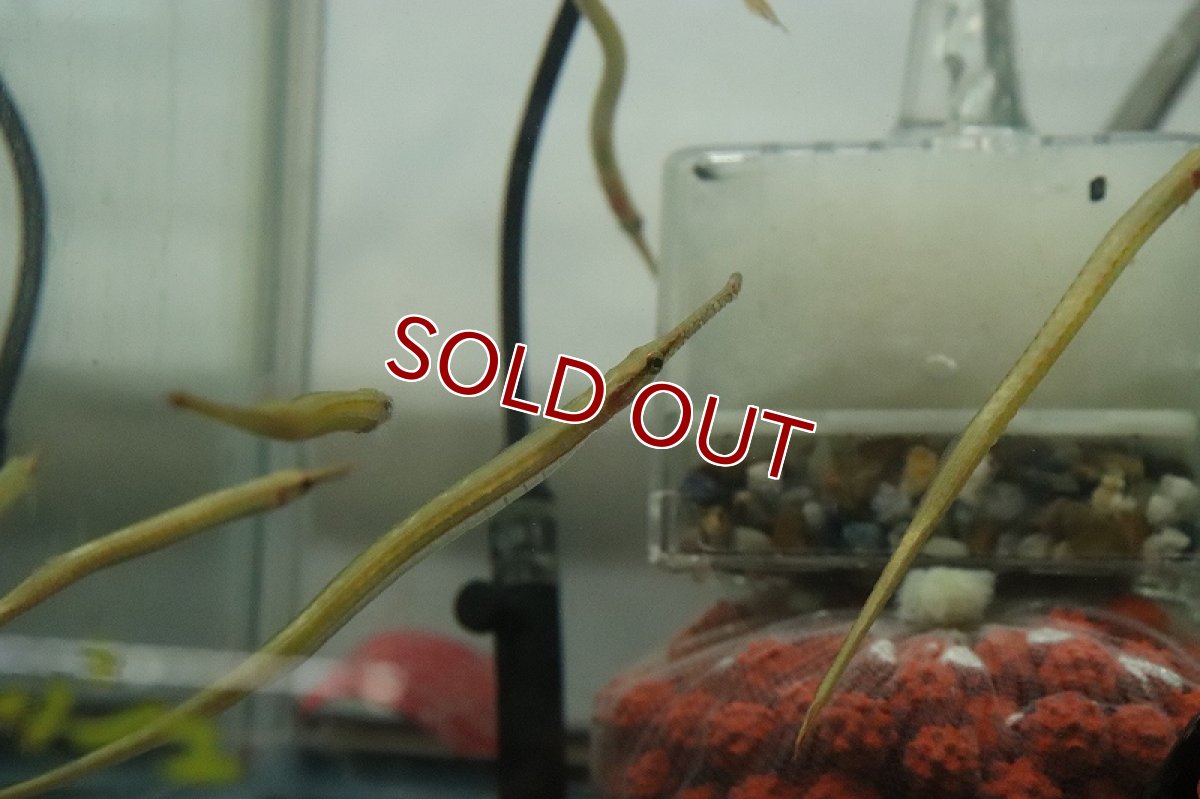 画像3: 【淡水魚】レッドラインパイプフィッシュ【1匹 サンプル画像】（生体）（熱帯魚）NK (3)