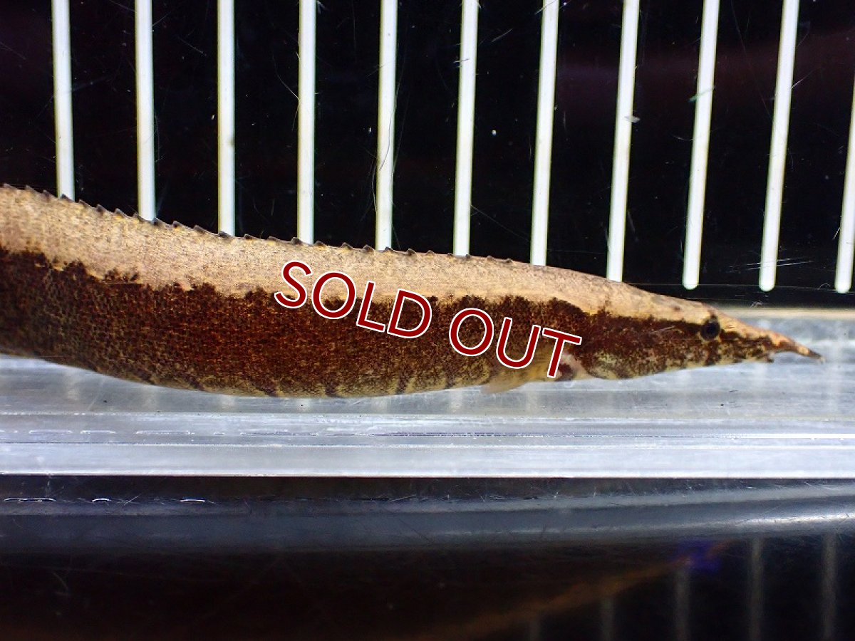 画像2: 【淡水魚】スパイニーイール sp ベトナム ワイルド【1匹 サンプル画像】(±12-15cm)（大型魚）（生体）（熱帯魚）NKO (2)