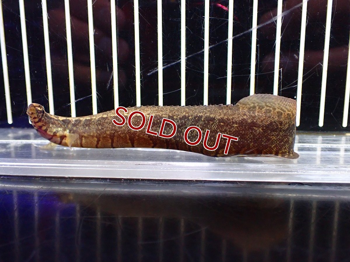 画像3: 【淡水魚】スパイニーイール sp ベトナム ワイルド【1匹 サンプル画像】(±12-15cm)（大型魚）（生体）（熱帯魚）NKO (3)