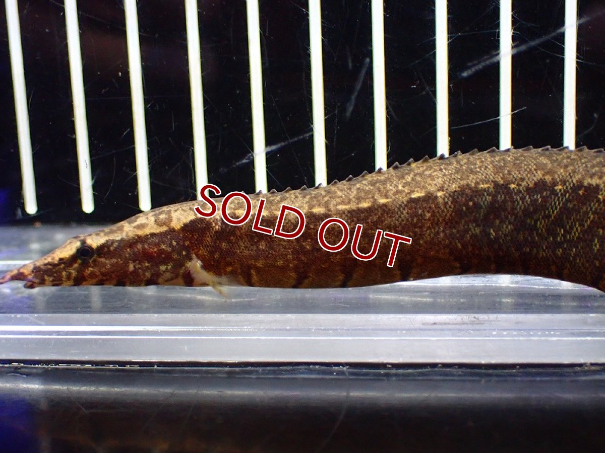 画像4: 【淡水魚】スパイニーイール sp ベトナム ワイルド【1匹 サンプル画像】(±12-15cm)（大型魚）（生体）（熱帯魚）NKO (4)