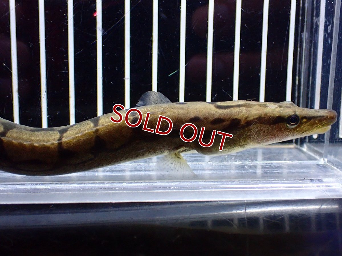 画像2: 【淡水魚】ジャイアントジグザグスパイニーイール ワイルド【1匹 サンプル画像】(±13-15cm)（大型魚）（生体）（熱帯魚）NKO (2)