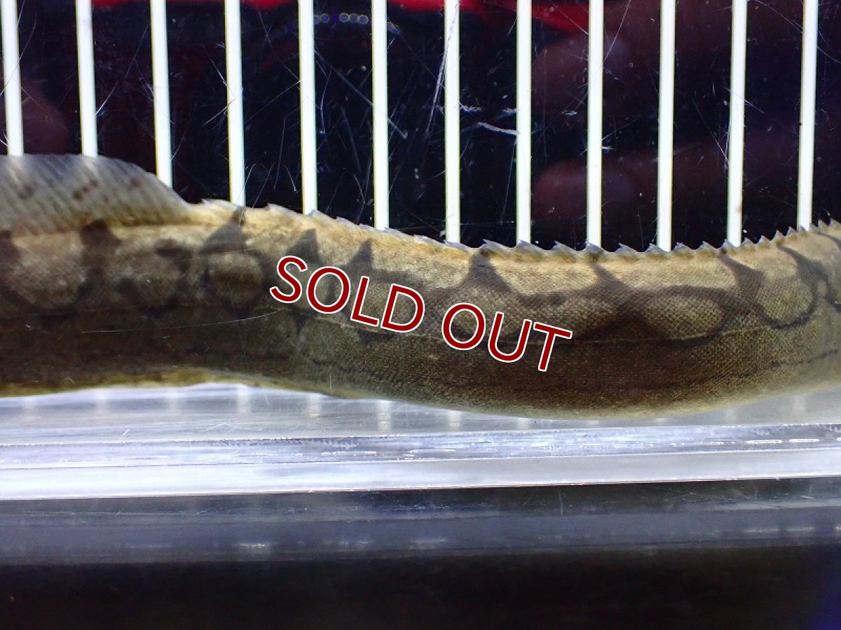 画像3: 【淡水魚】ジャイアントジグザグスパイニーイール ワイルド【1匹 サンプル画像】(±13-15cm)（大型魚）（生体）（熱帯魚）NKO (3)