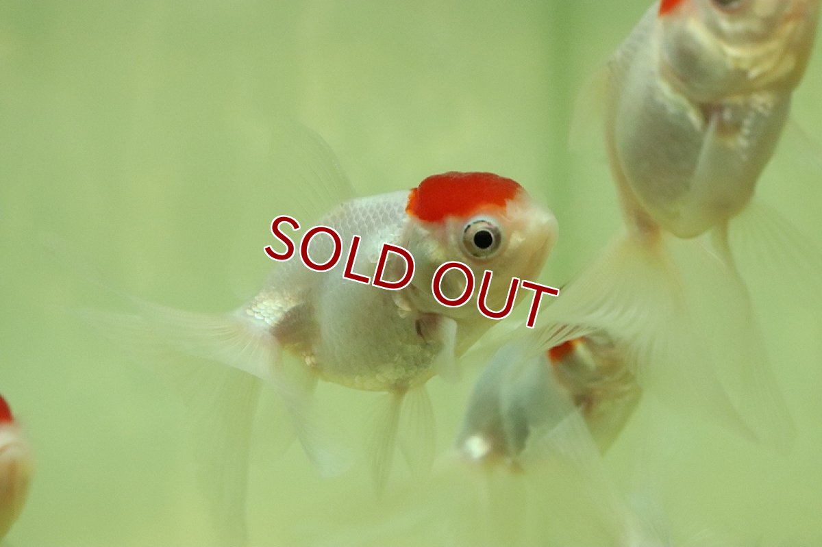 画像2: 【淡水魚】激安 売り切りセール 国産 高頭丹頂金魚 長野 飯田産【1匹 サンプル画像】（金魚）（生体）（熱帯魚）NKKG (2)
