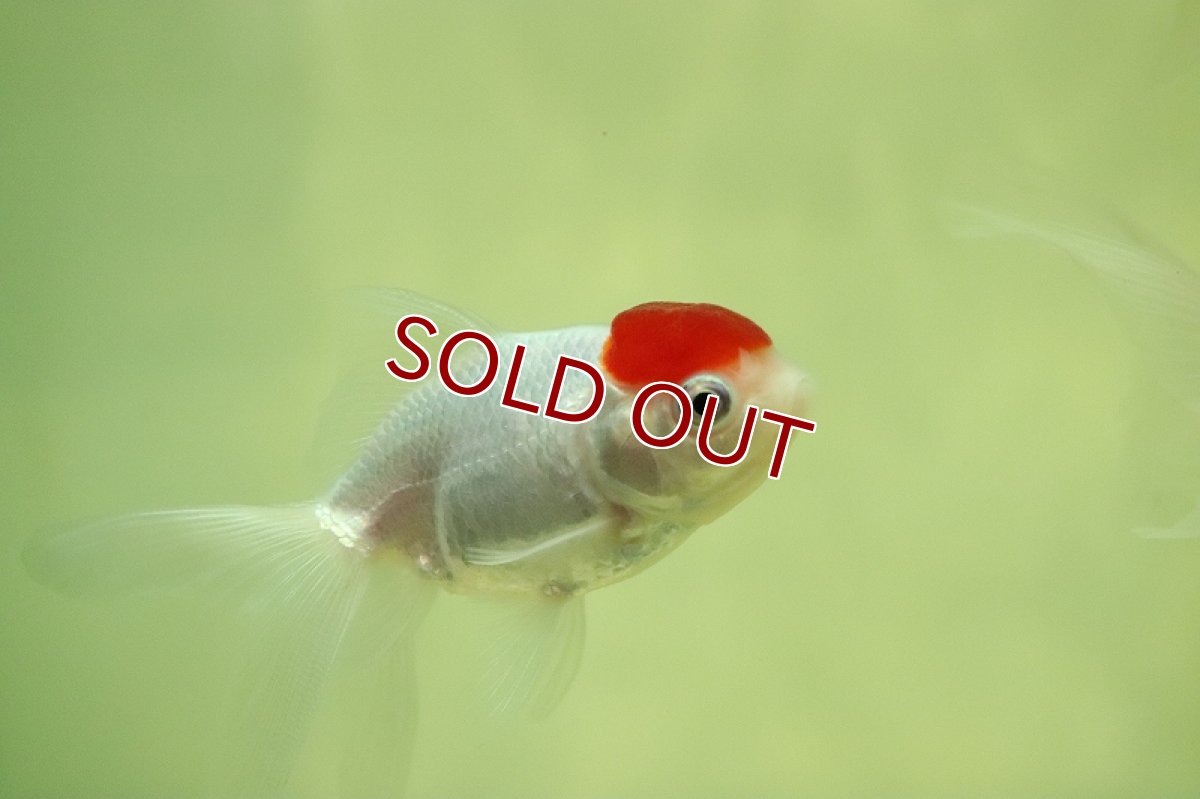 画像3: 【淡水魚】激安 売り切りセール 国産 高頭丹頂金魚 長野 飯田産【1匹 サンプル画像】（金魚）（生体）（熱帯魚）NKKG (3)