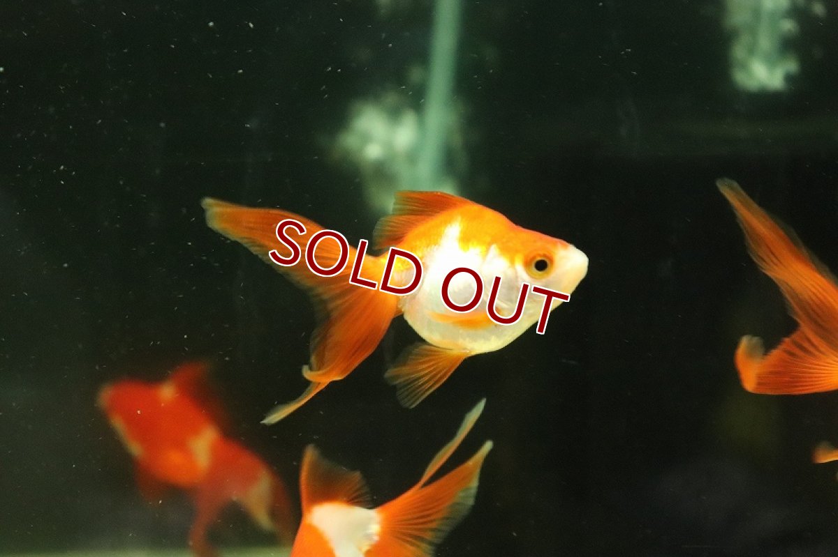 画像2: 【淡水魚】激安 売り切りセール 国産 更紗琉金金魚 長野 飯田産 サラサ【1匹 サンプル画像】（金魚）（生体）（熱帯魚）NKKG (2)
