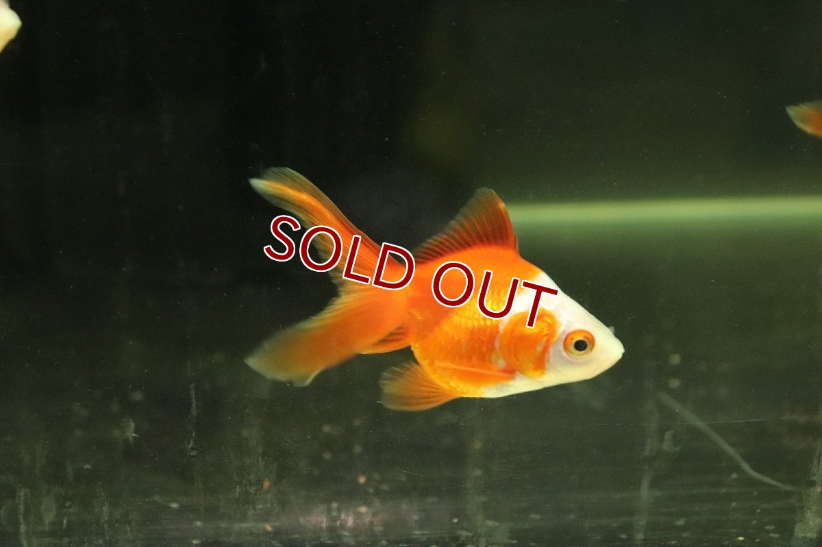 画像3: 【淡水魚】激安 売り切りセール 国産 更紗琉金金魚 長野 飯田産 サラサ【1匹 サンプル画像】（金魚）（生体）（熱帯魚）NKKG (3)