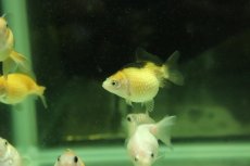 画像1: 【淡水魚】【通販】国産 ピンポンパール 金魚 浜松産【1匹 サンプル画像】（金魚）（生体）（熱帯魚）NKKG (1)