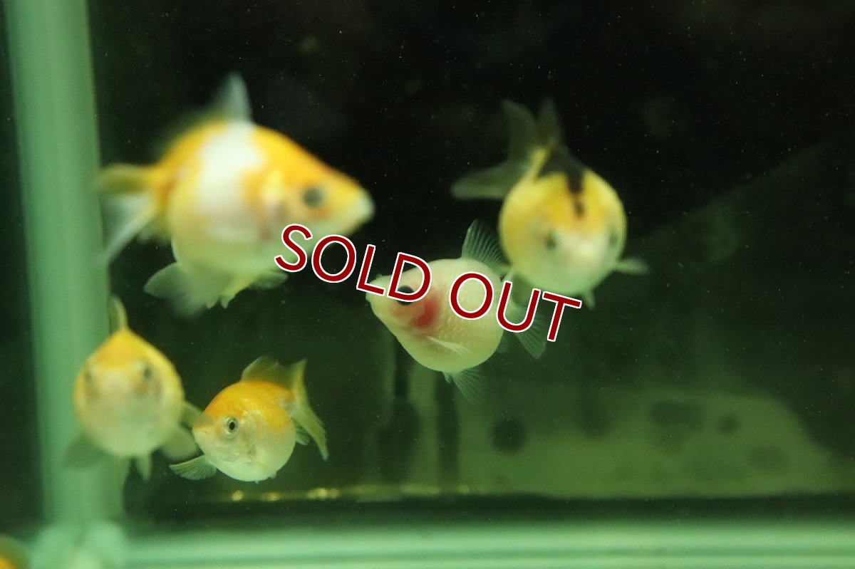 画像2: 【淡水魚】国産 ピンポンパール 金魚 浜松産【1匹 サンプル画像】(金魚)(生体)(熱帯魚)NKKG (2)