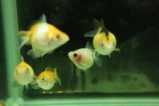 画像2: 【淡水魚】【通販】国産 ピンポンパール 金魚 浜松産【1匹 サンプル画像】（金魚）（生体）（熱帯魚）NKKG (2)