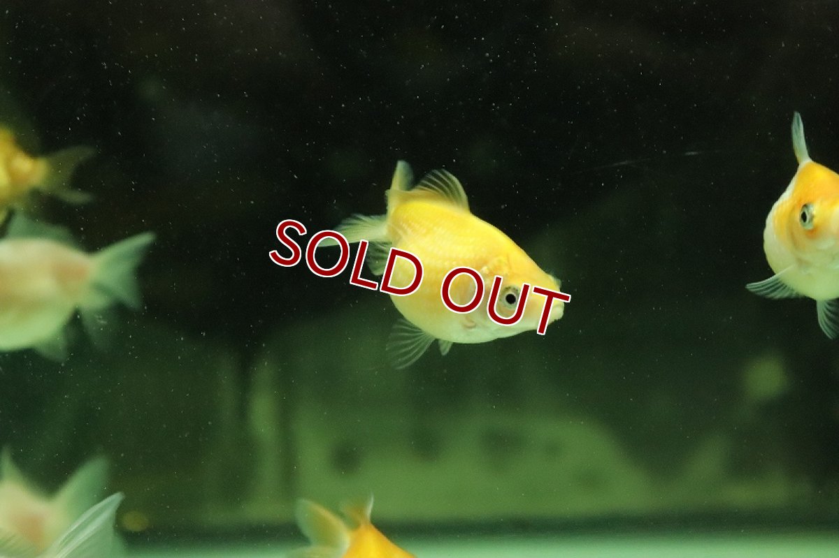 画像3: 【淡水魚】国産 ピンポンパール 金魚 浜松産【1匹 サンプル画像】(金魚)(生体)(熱帯魚)NKKG (3)