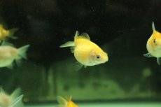 画像3: 【淡水魚】【通販】国産 ピンポンパール 金魚 浜松産【1匹 サンプル画像】（金魚）（生体）（熱帯魚）NKKG (3)