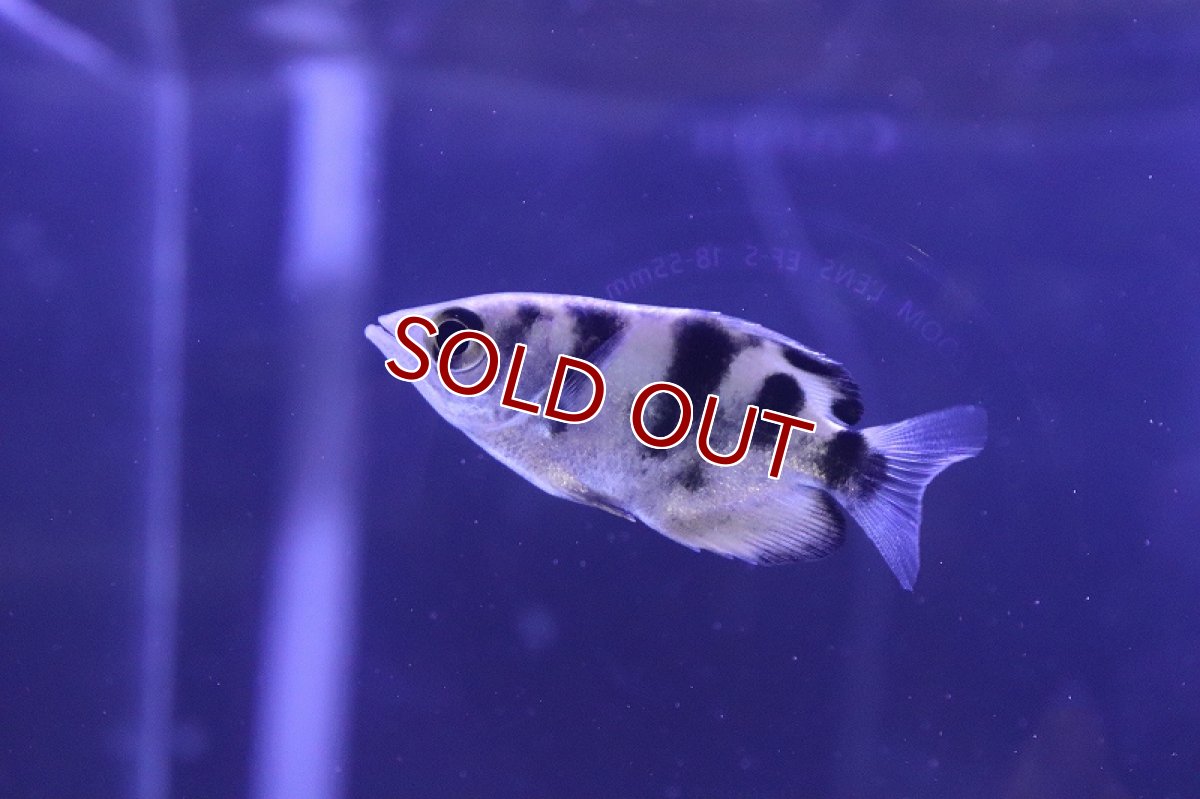 画像1: 【淡水魚】【通販】アーチャーフィッシュ【1匹 サンプル画像】(±5cm)（生体）（熱帯魚）NK (1)