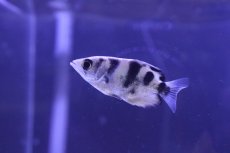 画像1: 【淡水魚】【通販】爆安 アーチャーフィッシュ【1匹 サンプル画像】(±5-7cm)（生体）（熱帯魚）NK (1)