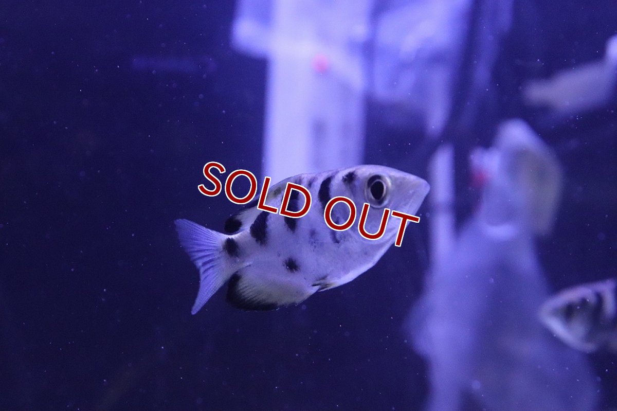 画像2: 【淡水魚】【通販】アーチャーフィッシュ【1匹 サンプル画像】（生体）（熱帯魚）NK (2)