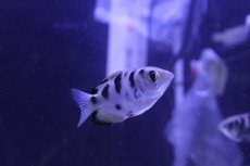 画像2: 【淡水魚】【通販】爆安 アーチャーフィッシュ【1匹 サンプル画像】(±5-7cm)（生体）（熱帯魚）NK (2)