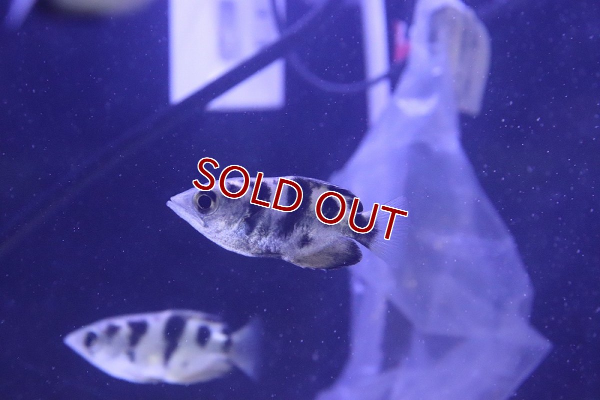 画像3: 【淡水魚】【通販】アーチャーフィッシュ【1匹 サンプル画像】（生体）（熱帯魚）NK (3)