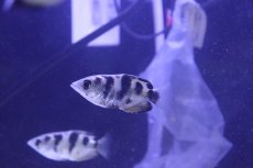 画像3: 【淡水魚】【通販】爆安 アーチャーフィッシュ【1匹 サンプル画像】(±5-7cm)（生体）（熱帯魚）NK (3)