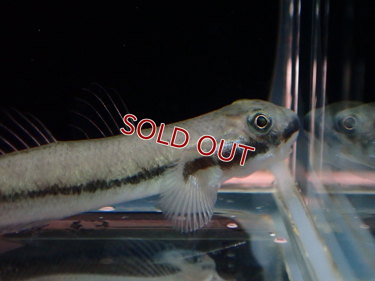 画像2: 【淡水魚】ラゴセファルス ワイルド【1匹 サンプル画像】（淡水ハゼ）（生体）（熱帯魚）NK (2)