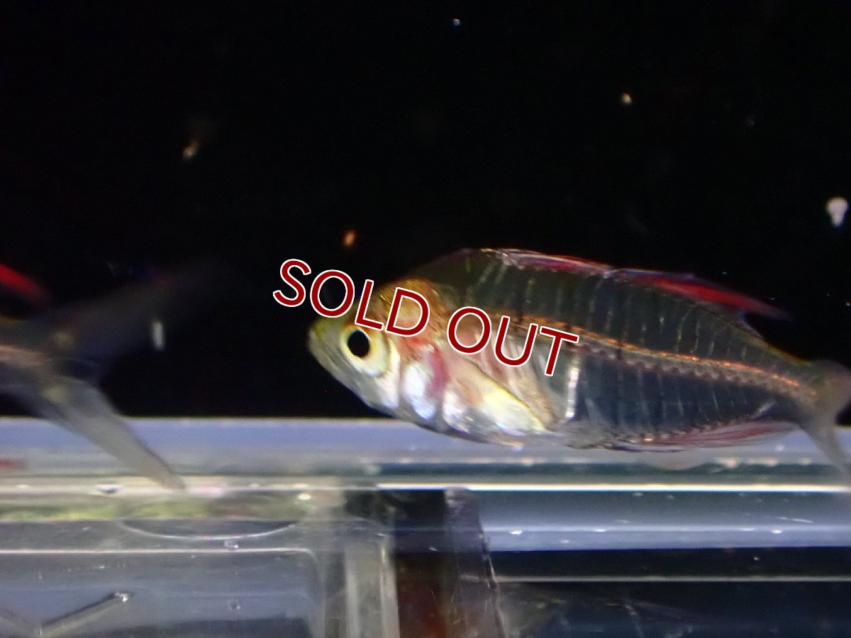 画像2: 【淡水魚】激安 ローズフレームグラスエンゼル【1匹 サンプル画像】（生体）（熱帯魚）NK (2)