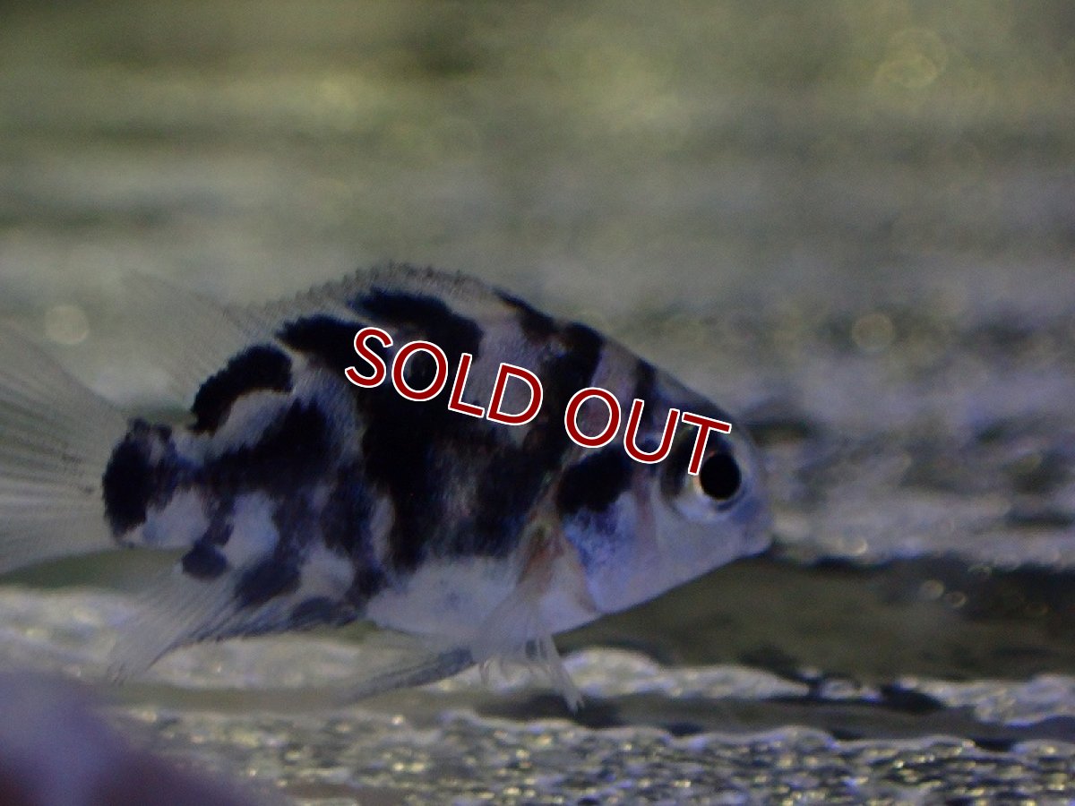 画像2: 【淡水魚】爆安 ブルータイガーパロット ベビー【1匹 サンプル画像】(±1cm)（大型魚）（生体）（熱帯魚）NKO (2)