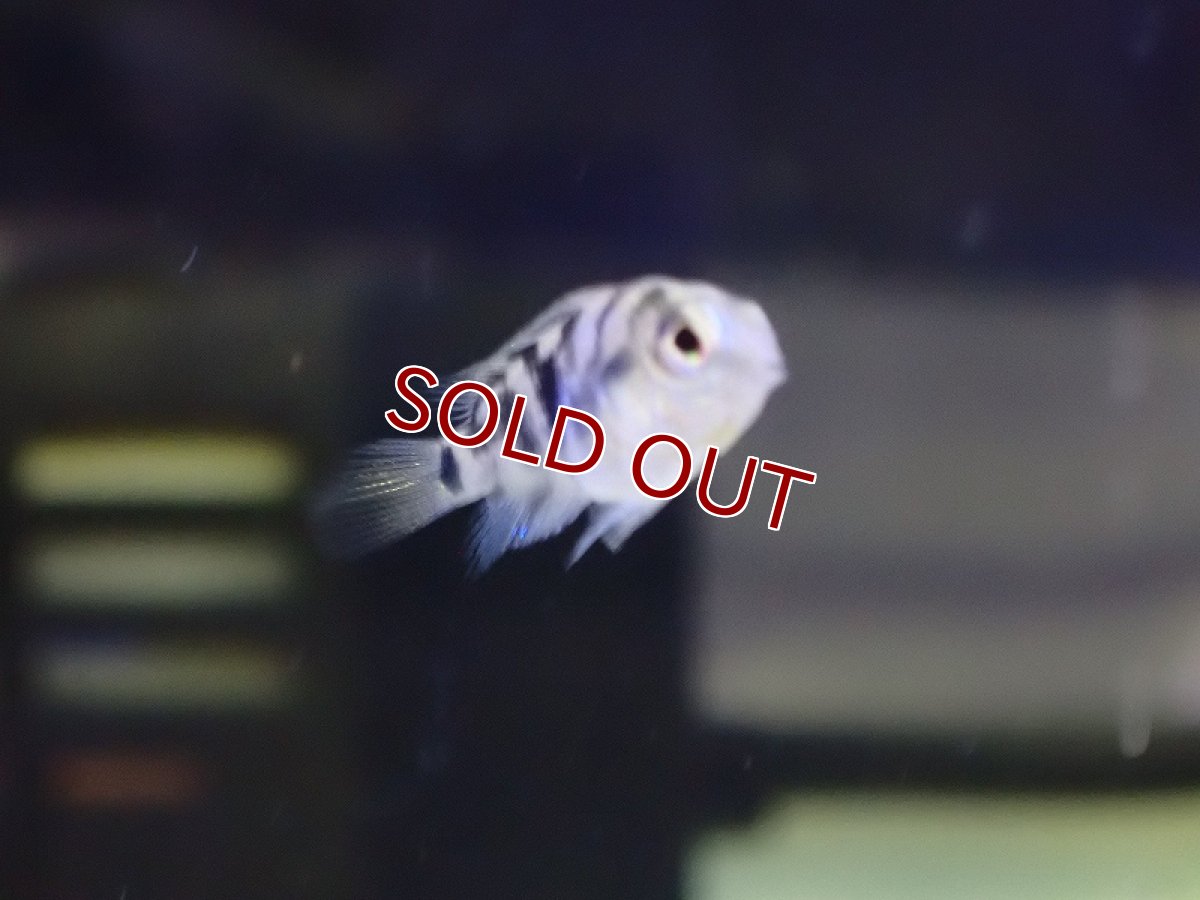 画像3: 【淡水魚】爆安 ブルータイガーパロット ベビー【1匹 サンプル画像】(±1cm)（大型魚）（生体）（熱帯魚）NKO (3)