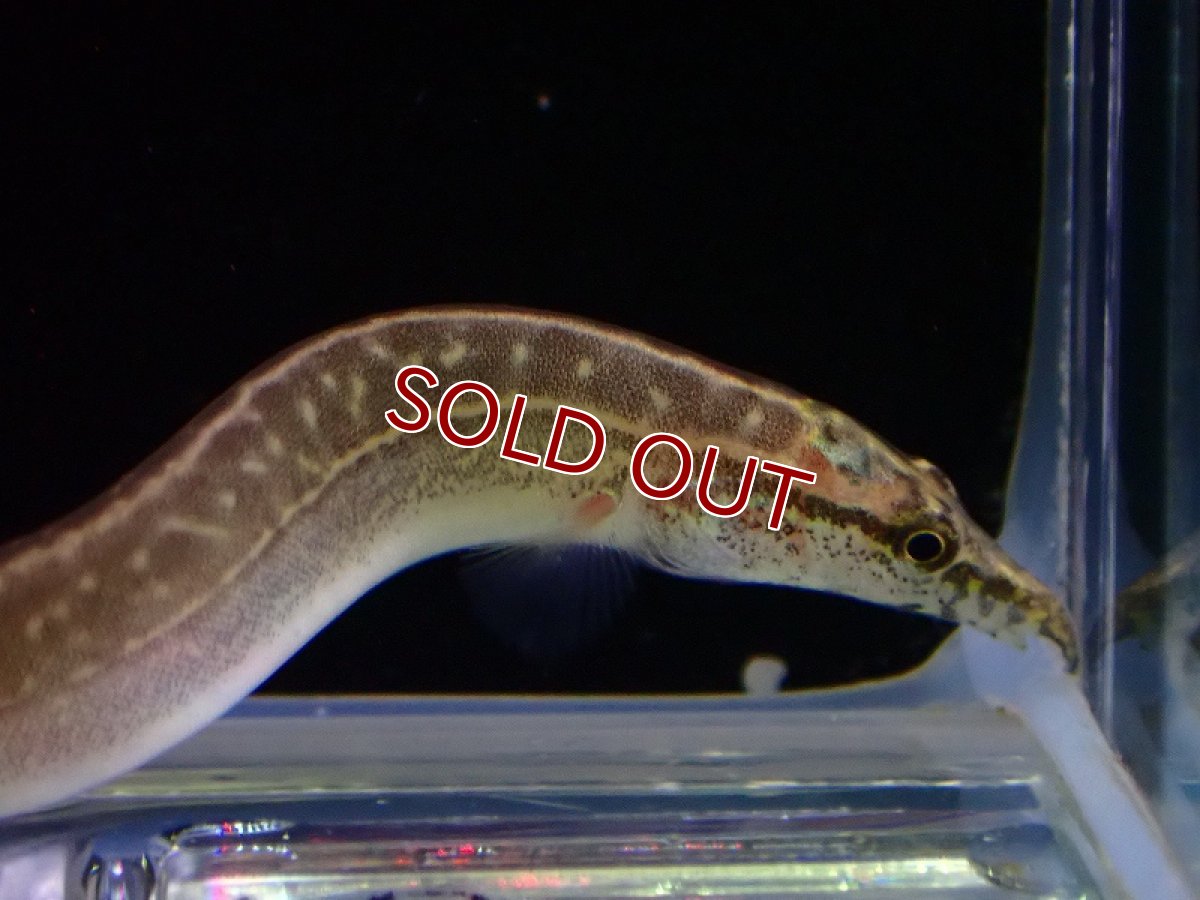 画像2: 【淡水魚】激安 レッドフィン ピーコックスパイニーイール ワイルド【1匹 サンプル画像】(±8-13cm)（大型魚）（生体）（熱帯魚）NKO (2)