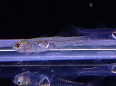 画像1: 【淡水魚】【通販】グラスゴビー タイ産 ワイルド【1匹 サンプル画像】（淡水ハゼ）（生体）（熱帯魚）NK (1)