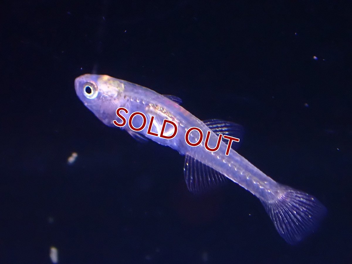 画像2: 【淡水魚】グラスゴビー タイ産 ワイルド【1匹 サンプル画像】（淡水ハゼ）（生体）（熱帯魚）NK (2)