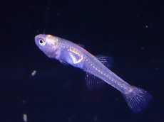 画像2: 【淡水魚】【通販】グラスゴビー タイ産 ワイルド【1匹 サンプル画像】（淡水ハゼ）（生体）（熱帯魚）NK (2)