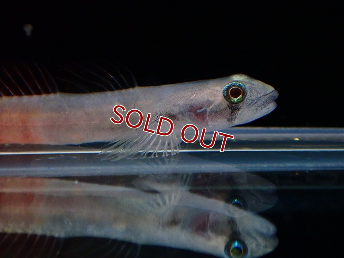 画像2: 【淡水魚】美種 アカボウズハゼ【1匹 サンプル画像】（淡水ハゼ）（生体）（熱帯魚）NK (2)